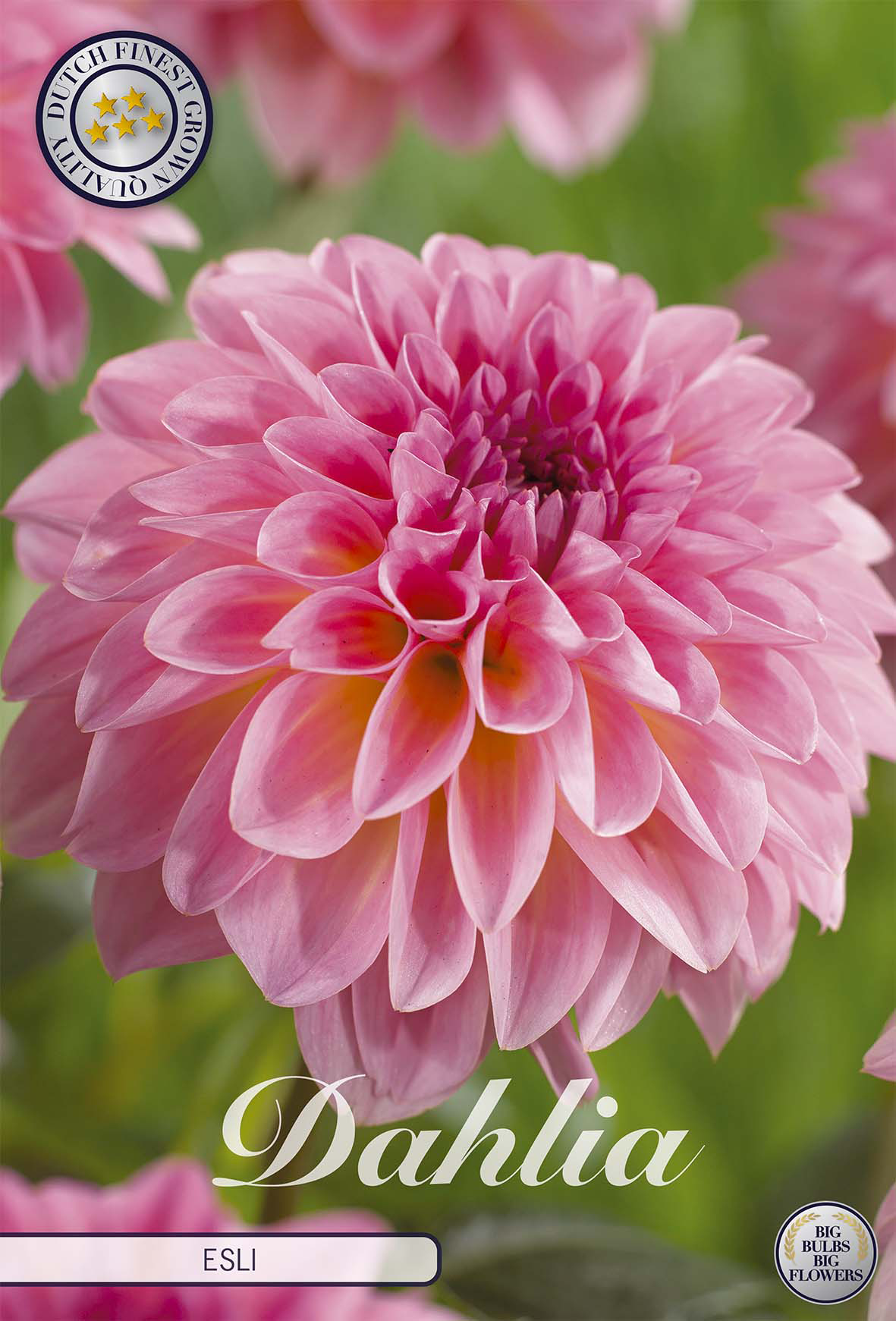 Dahlia Esli