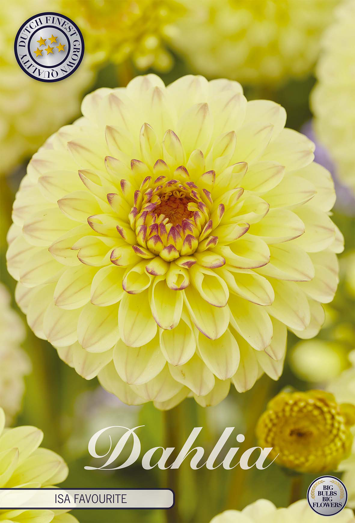 Dahlia Isa Favourite