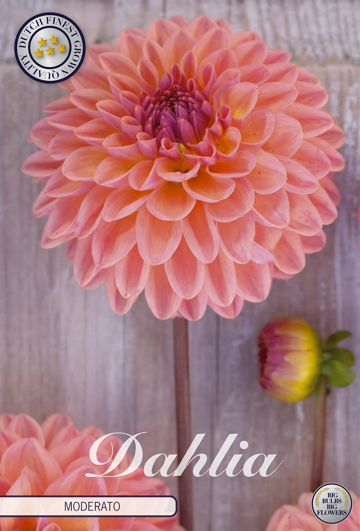 Dahlia Moderato