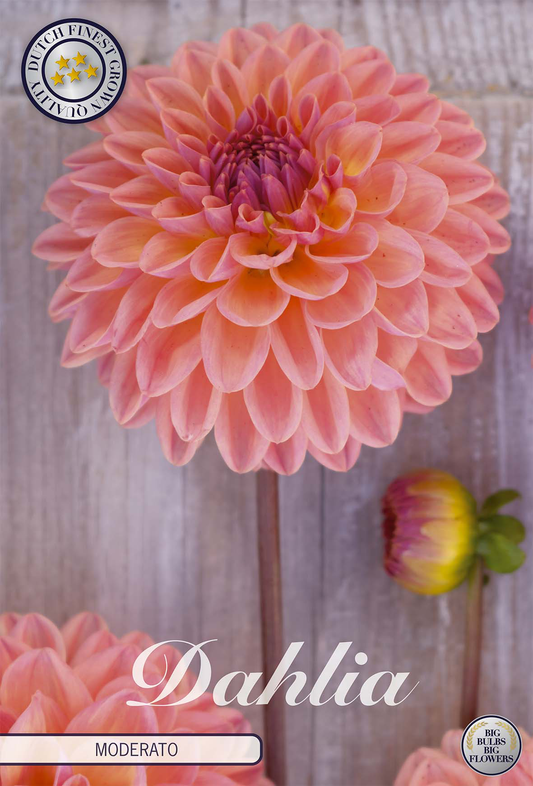 Dahlia Moderato