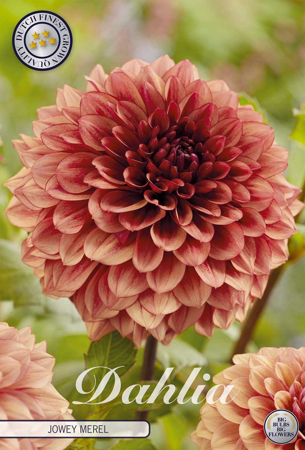 Dahlia Jowey Merel