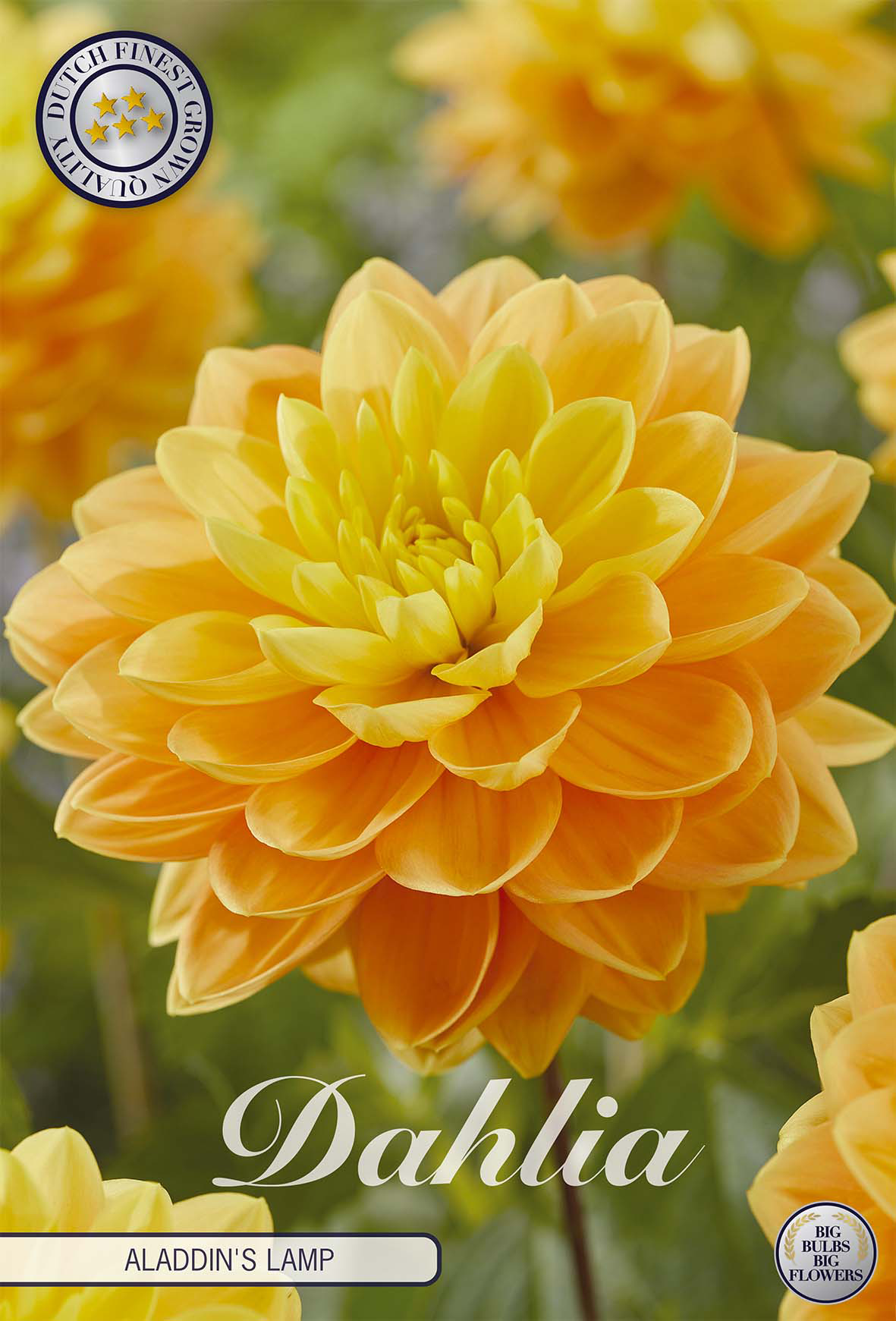 Dahlia Aladdins Lamp