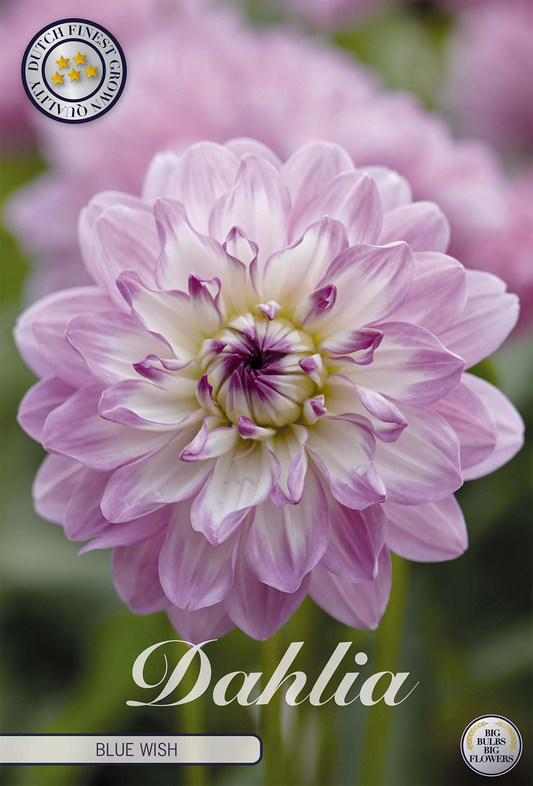 Dahlia Blue Wish