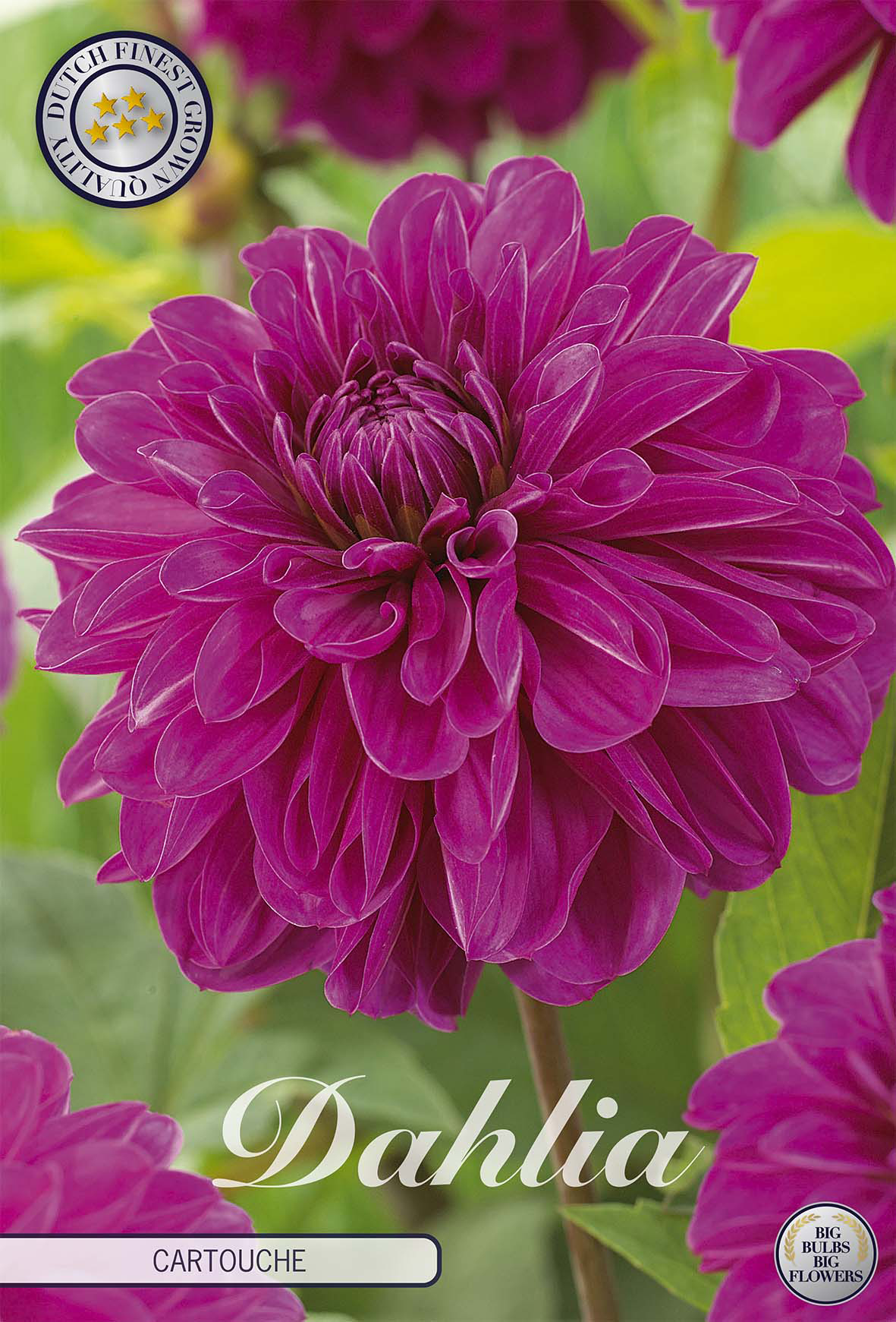 Dahlia Cartouche