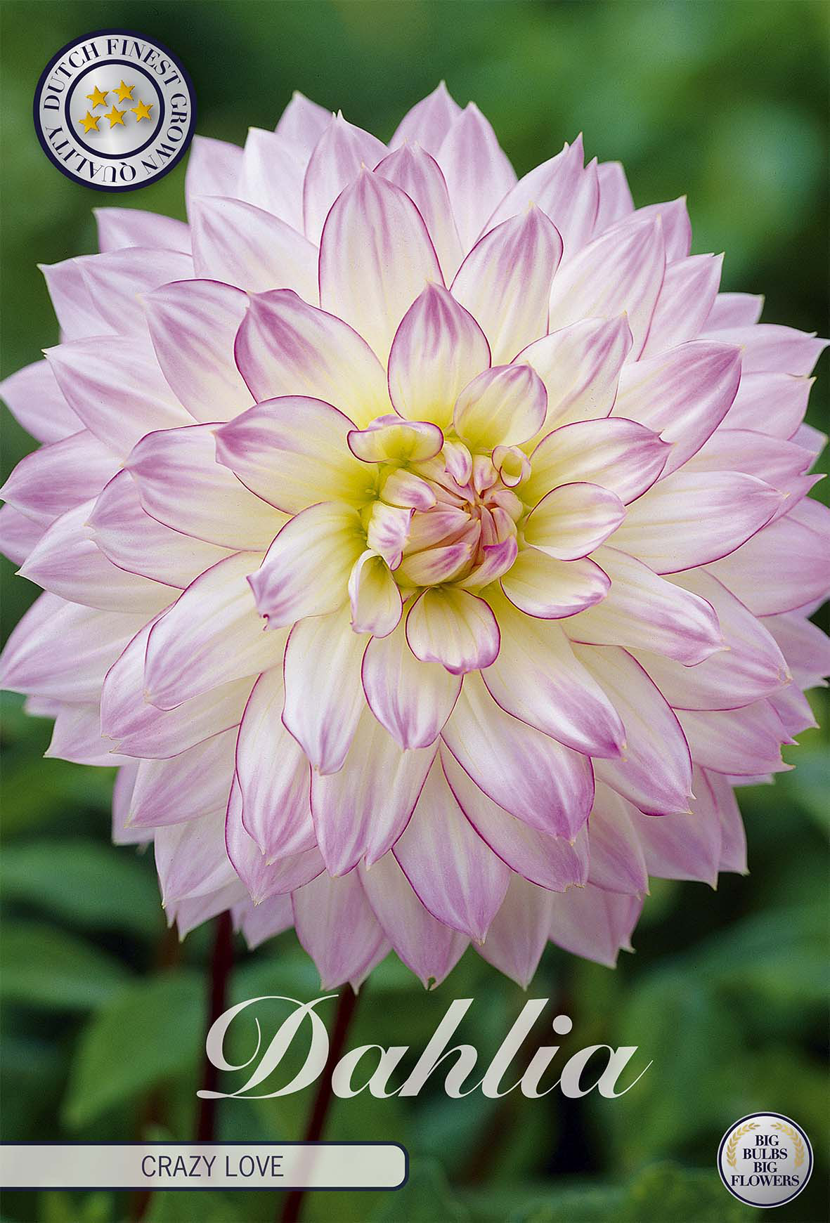 Dahlia Crazy Love