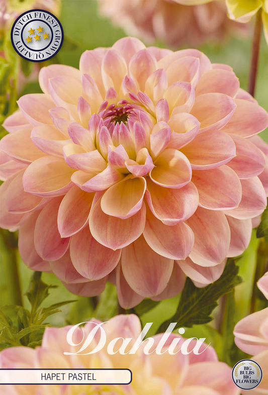 Dahlia Hapet Pastel