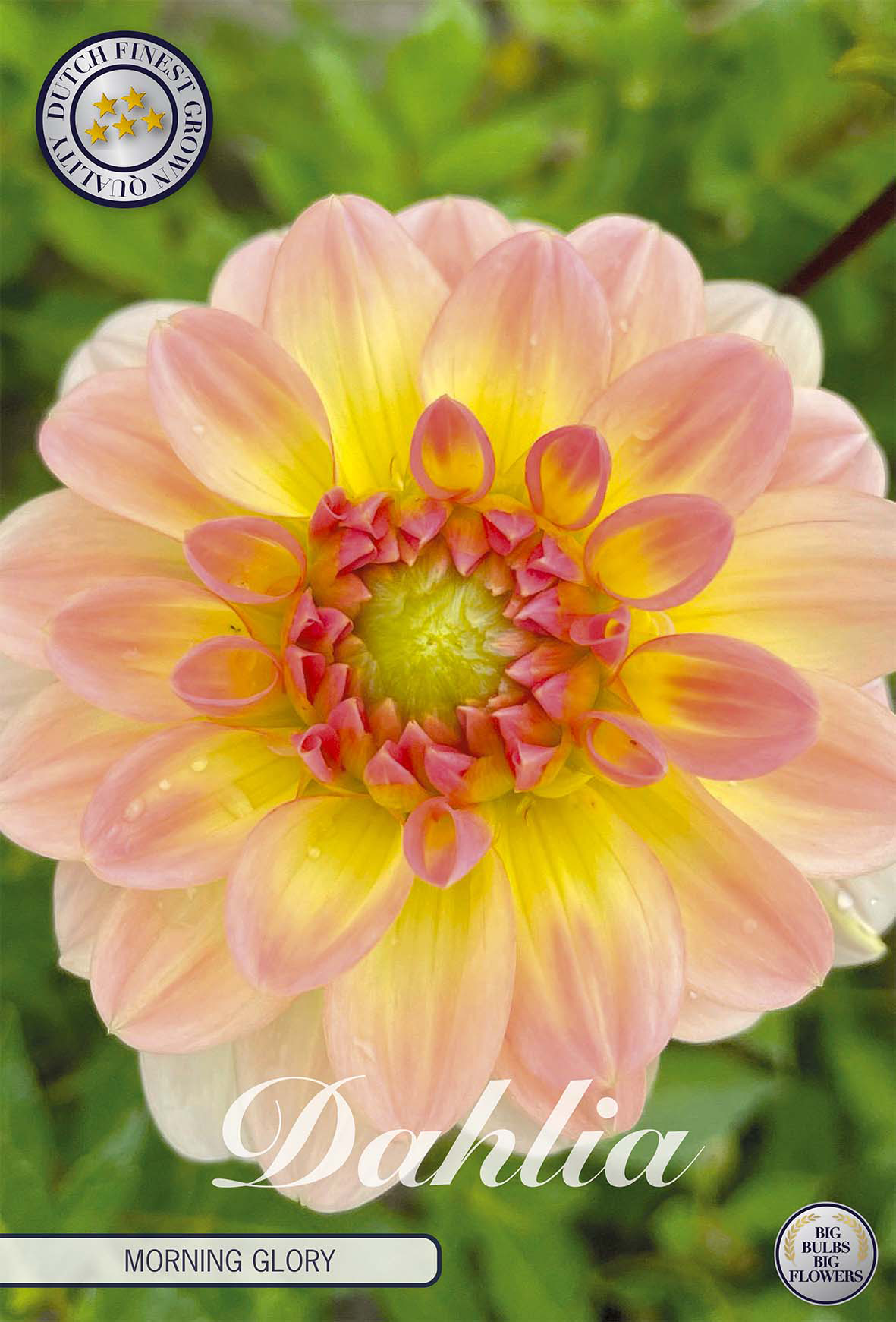 Dahlia Morning Glory