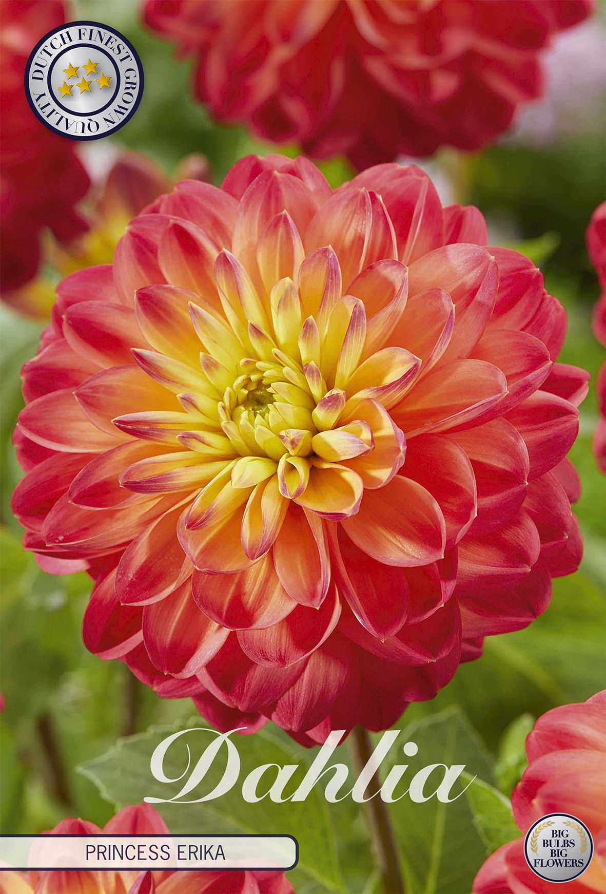 Dahlia Princess Erika