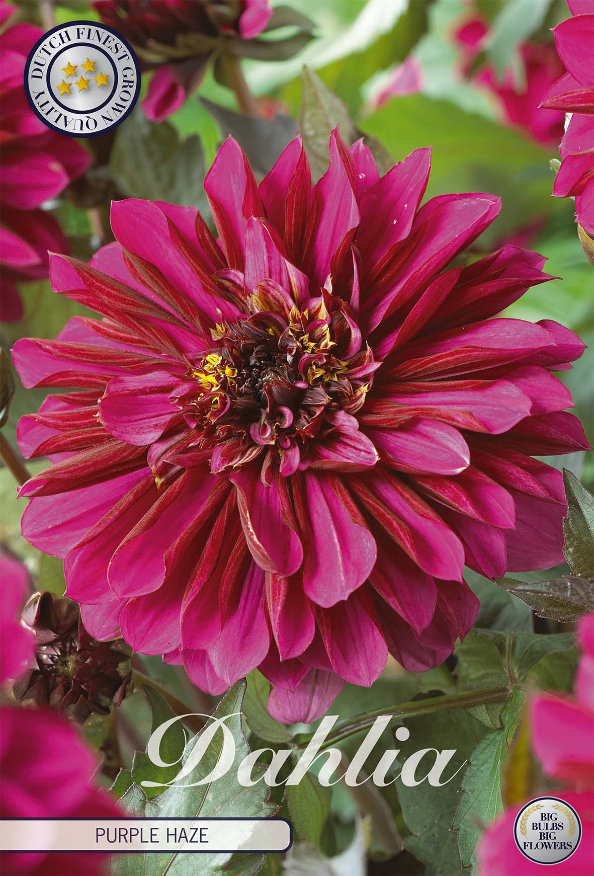 Dahlia Purple Haze