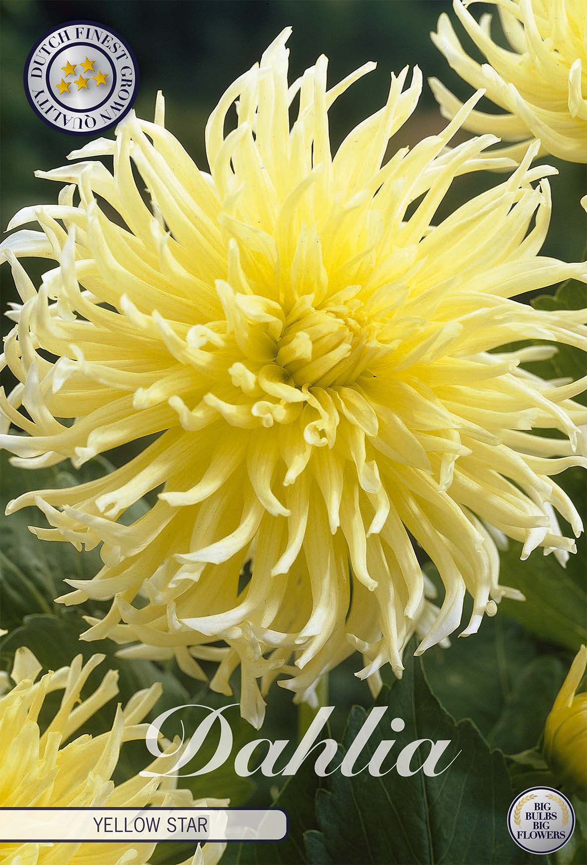 Dahlia Yellow Star