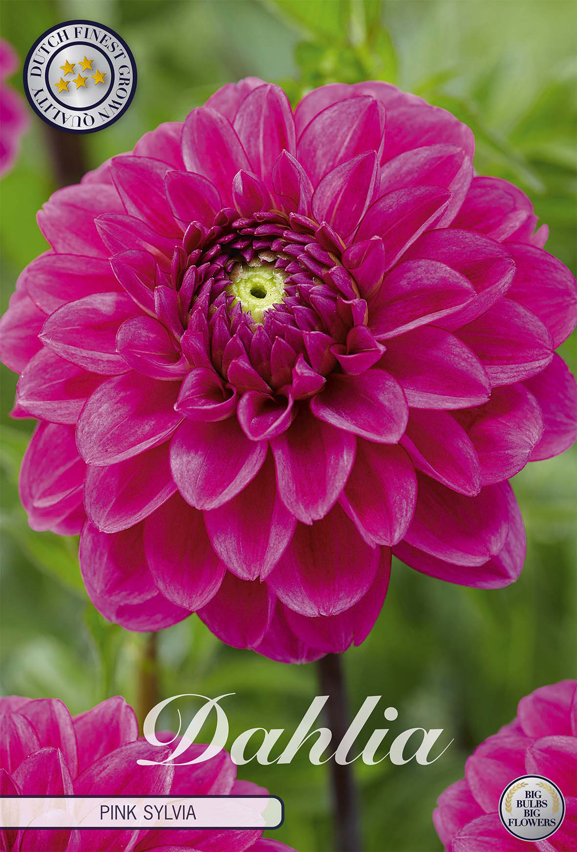 Dahlia Pink Sylvia