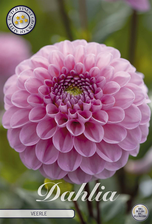 Dahlia Veerle