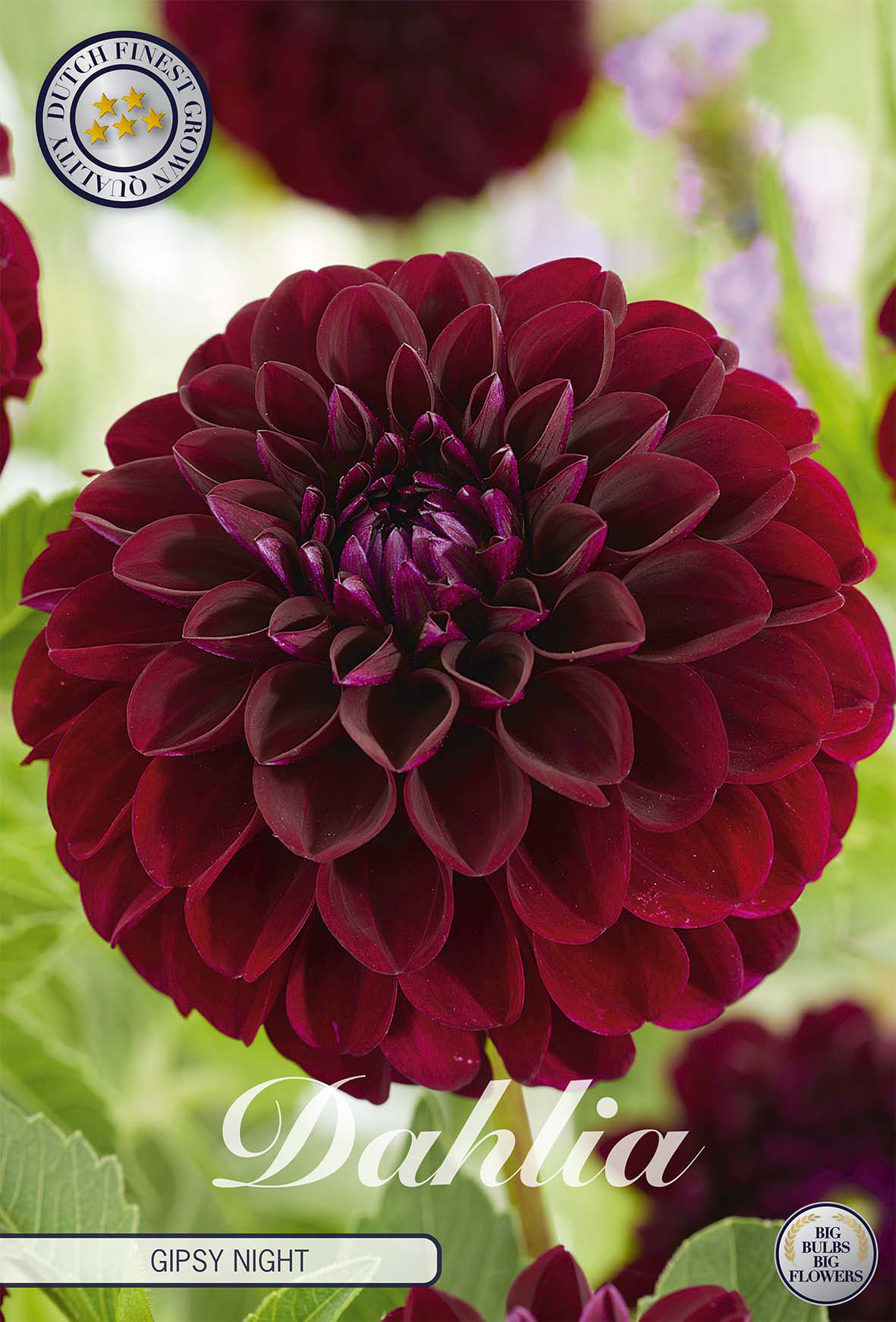 Dahlia Gipsy Night