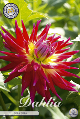 Dahlia Bora Bora