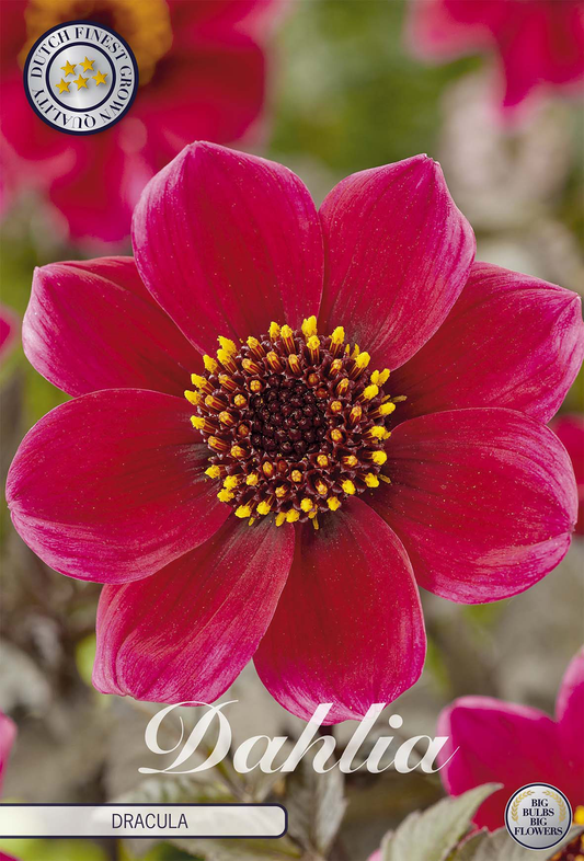Dahlia Dracula