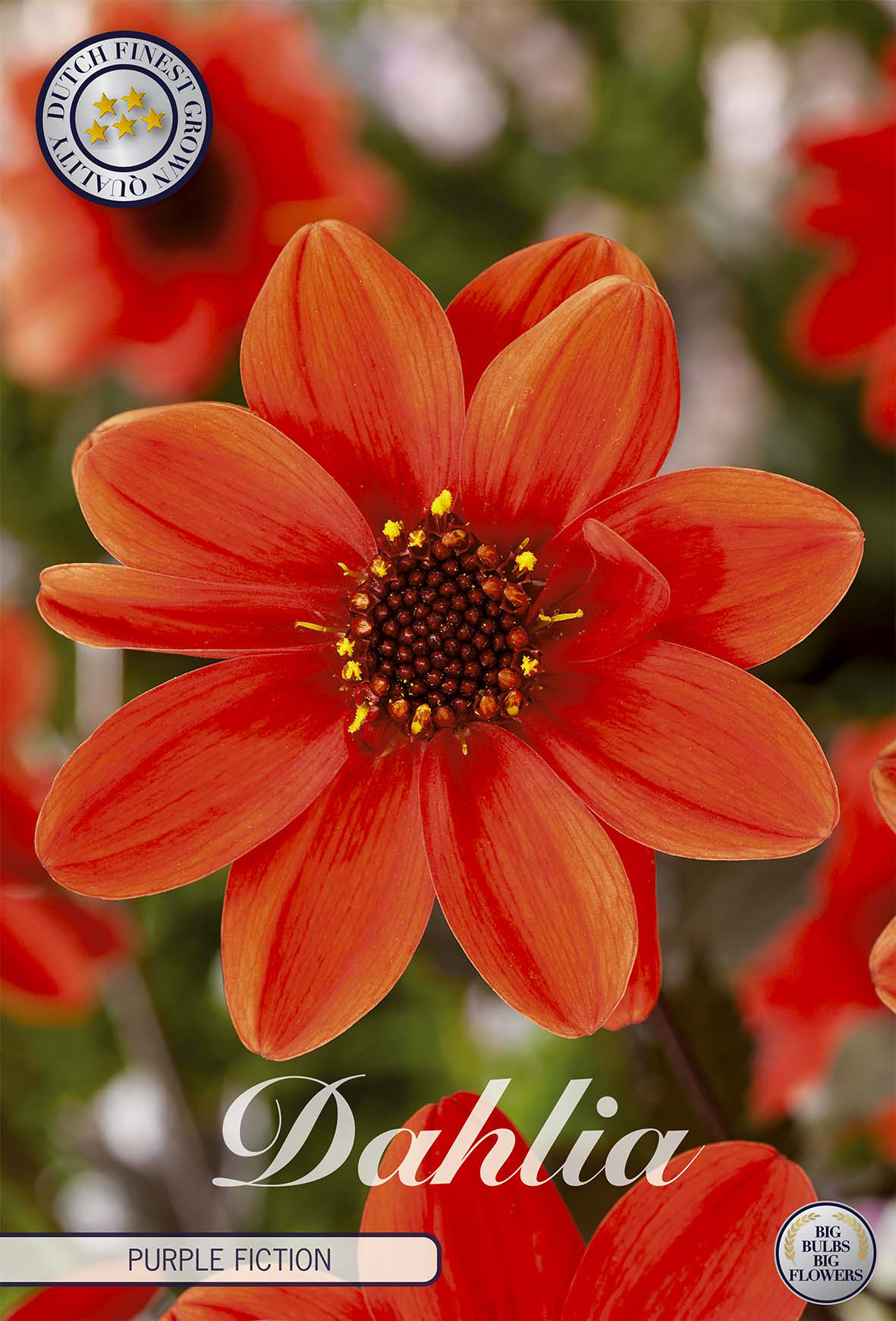 Dahlia Purple Fiction