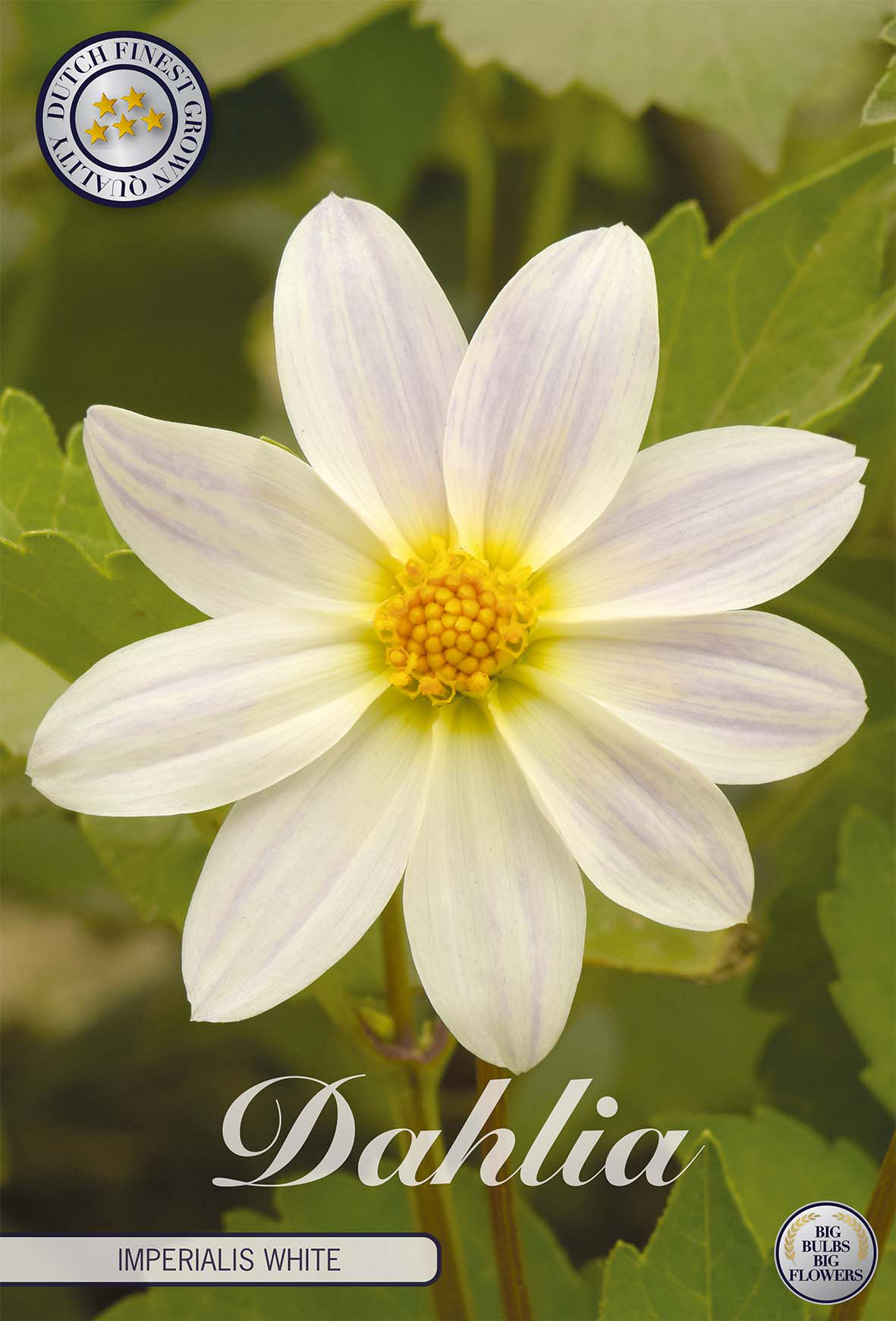 Dahlia Imperialis White
