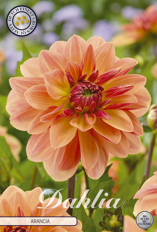 Dahlia Arancia