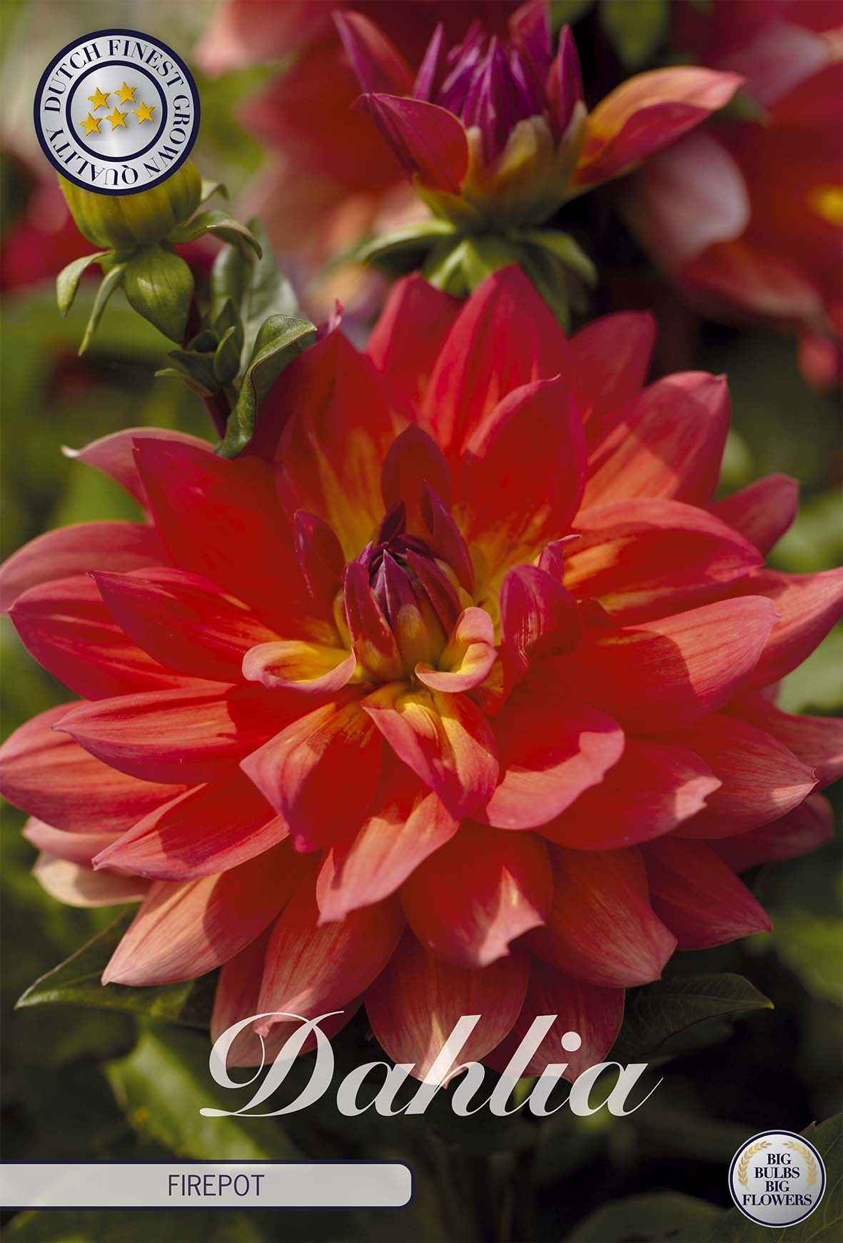 Dahlia Firepot