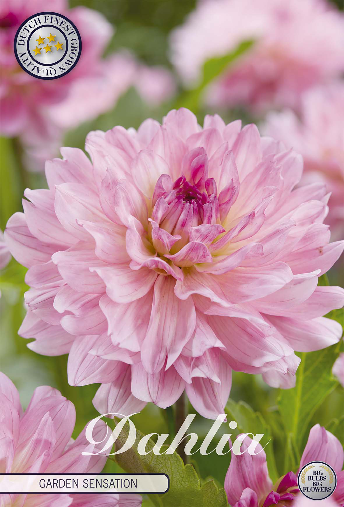 Dahlia Garden Sensation