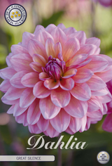 Dahlia Great Silence