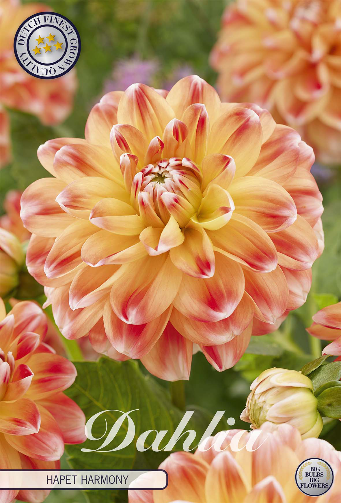 Dahlia Hapet Harmony