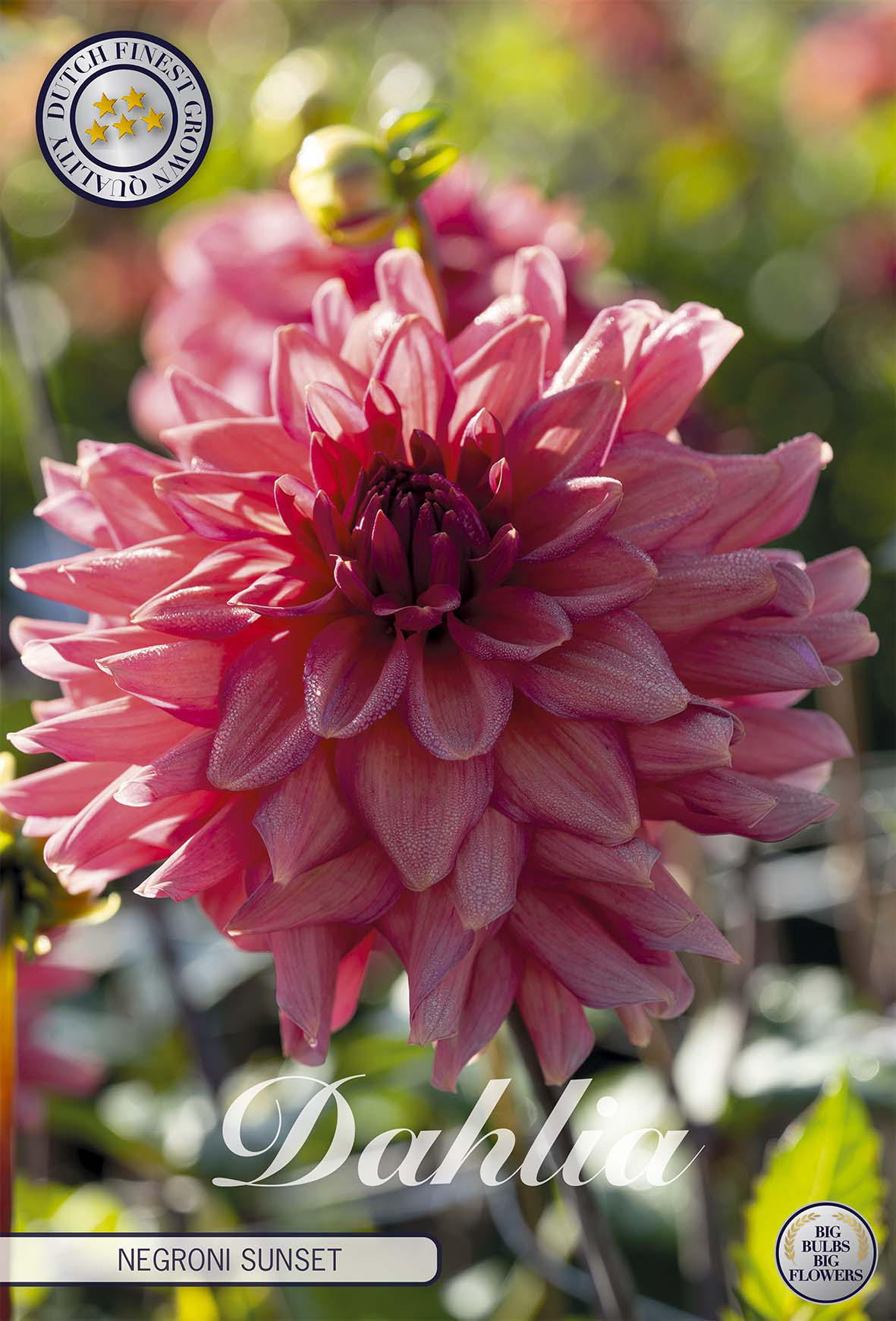 Dahlia Negroni Sunset