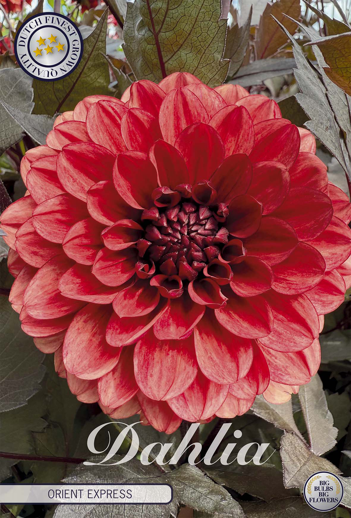 Dahlia Orient Express