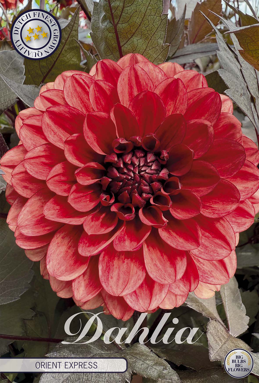 Dahlia Orient Express