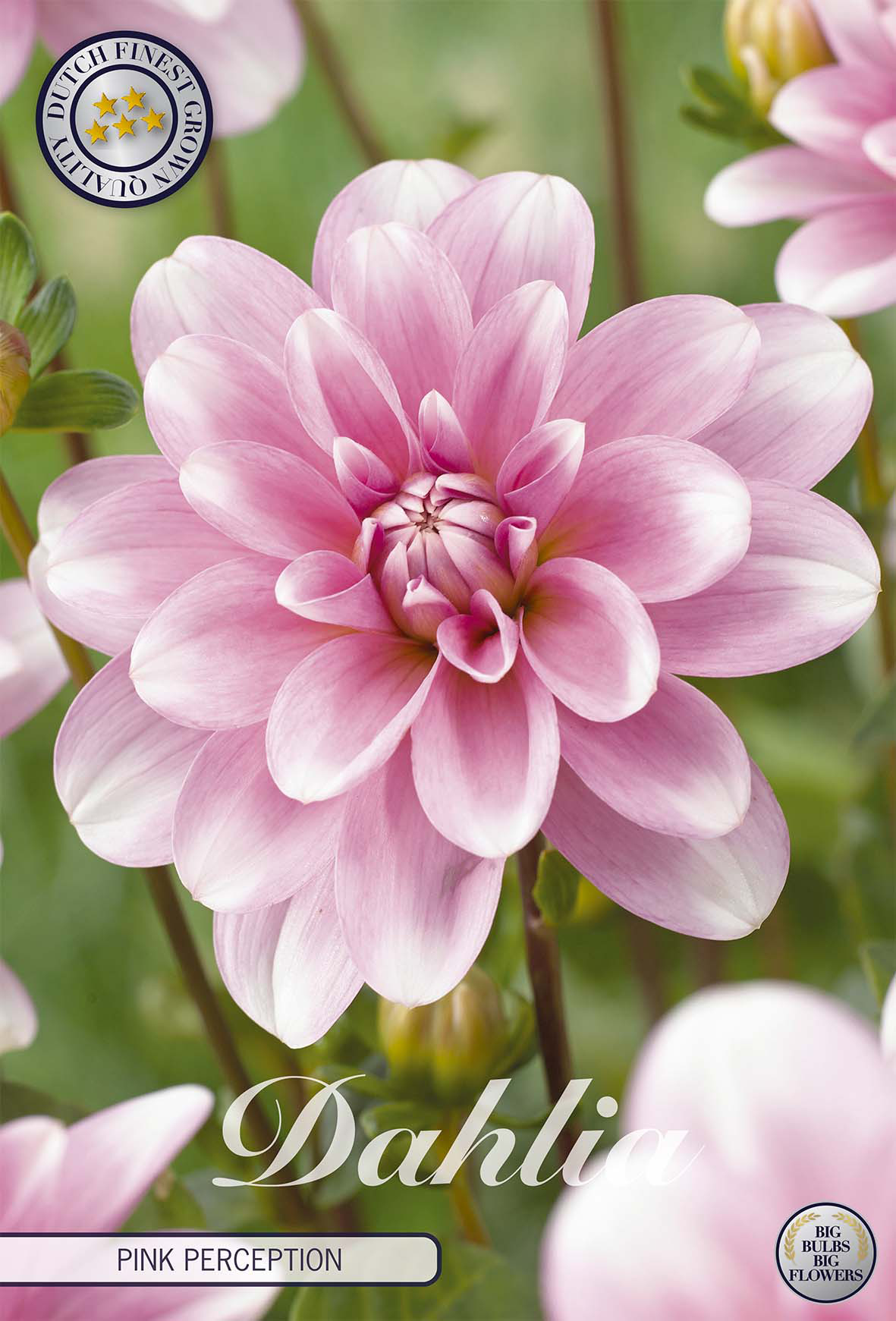 Dahlia Pink Perception
