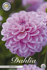 Dahlia Pink Pop