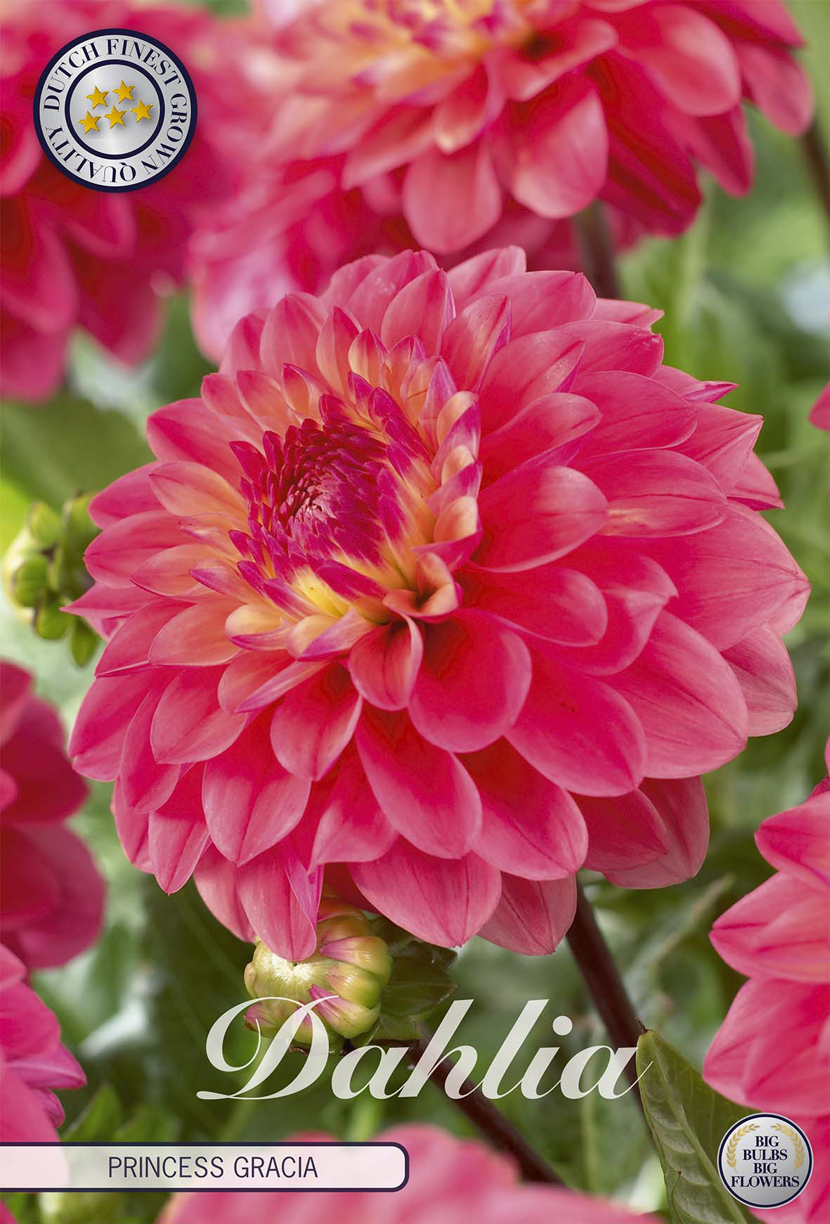 Dahlia Princess Gracia