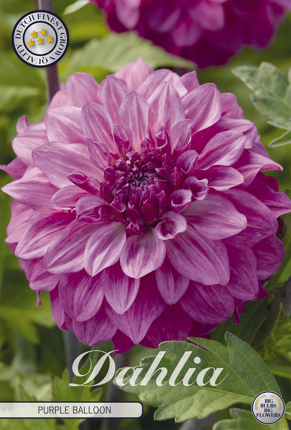 Dahlia Purple Balloon