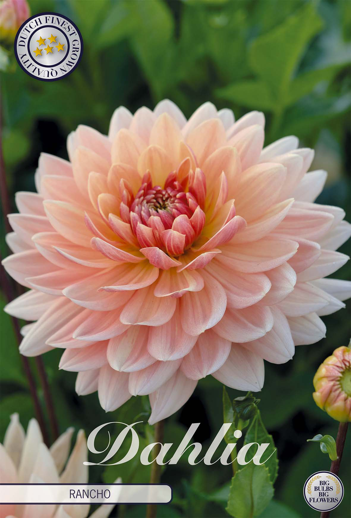 Dahlia Rancho