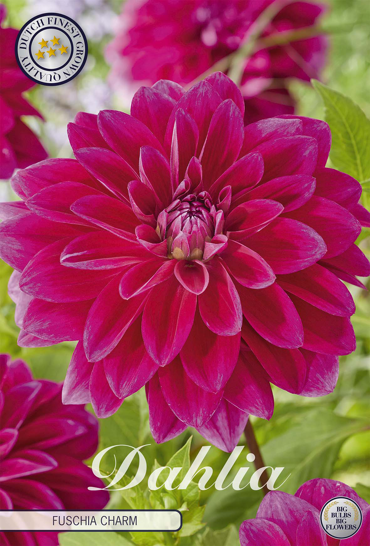 Dahlia Fuschia Charm