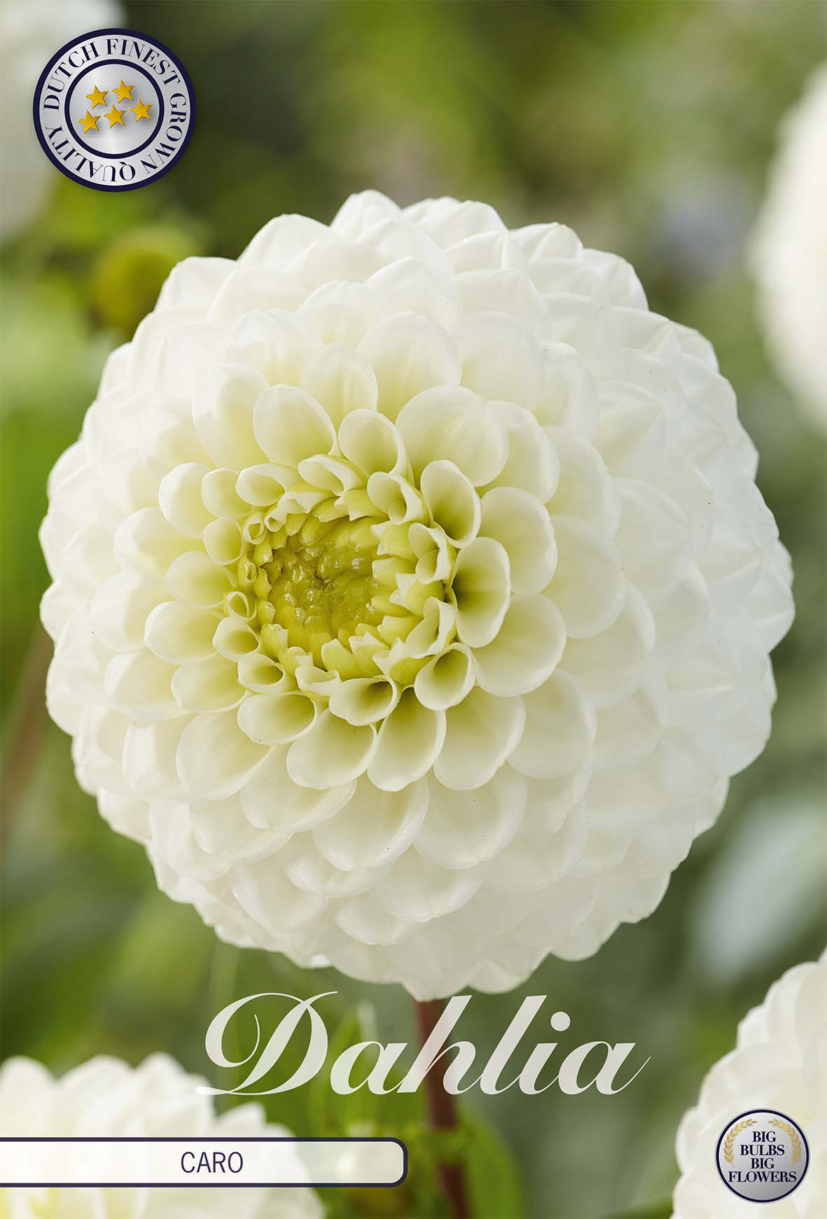 Dahlia Caro