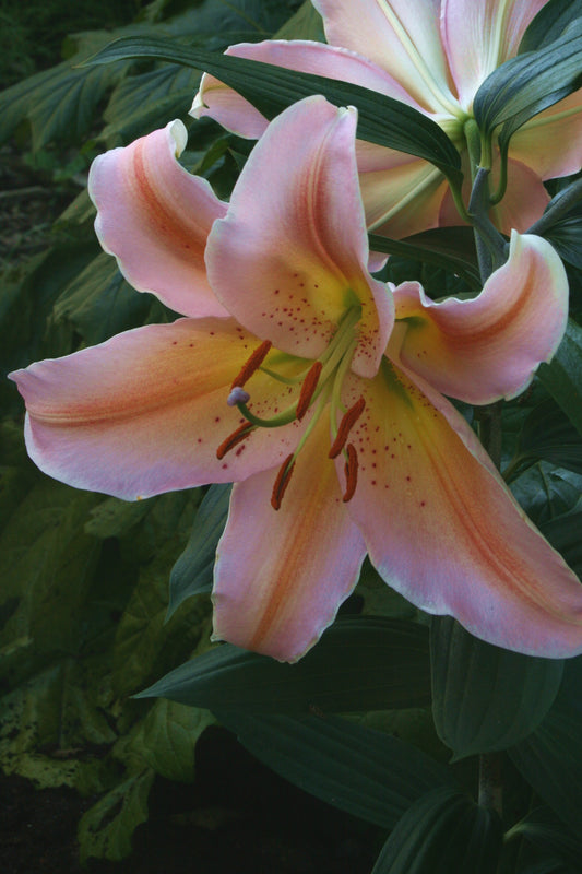 Lilium Salmon Party