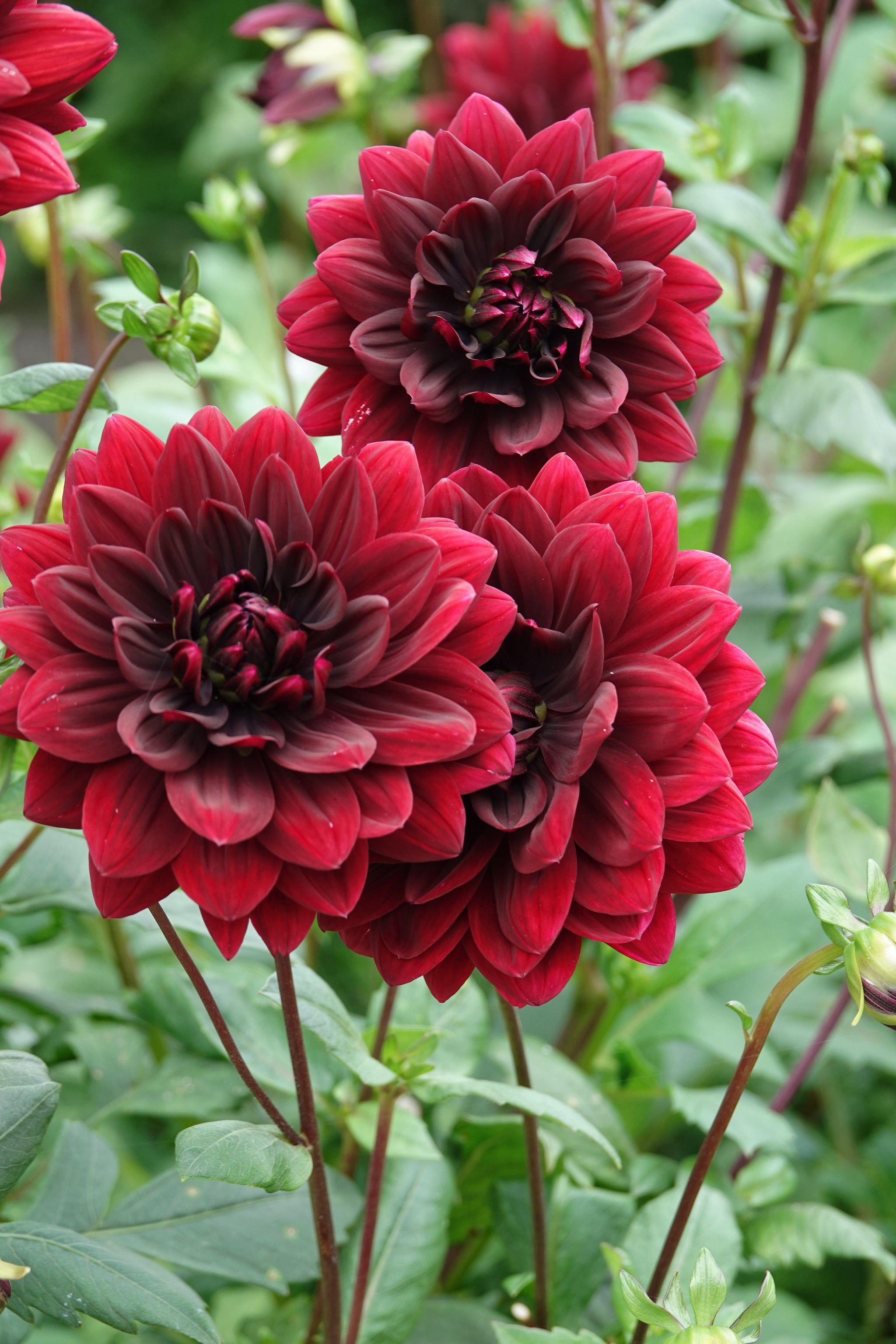 Dahlia Sam Hopkins