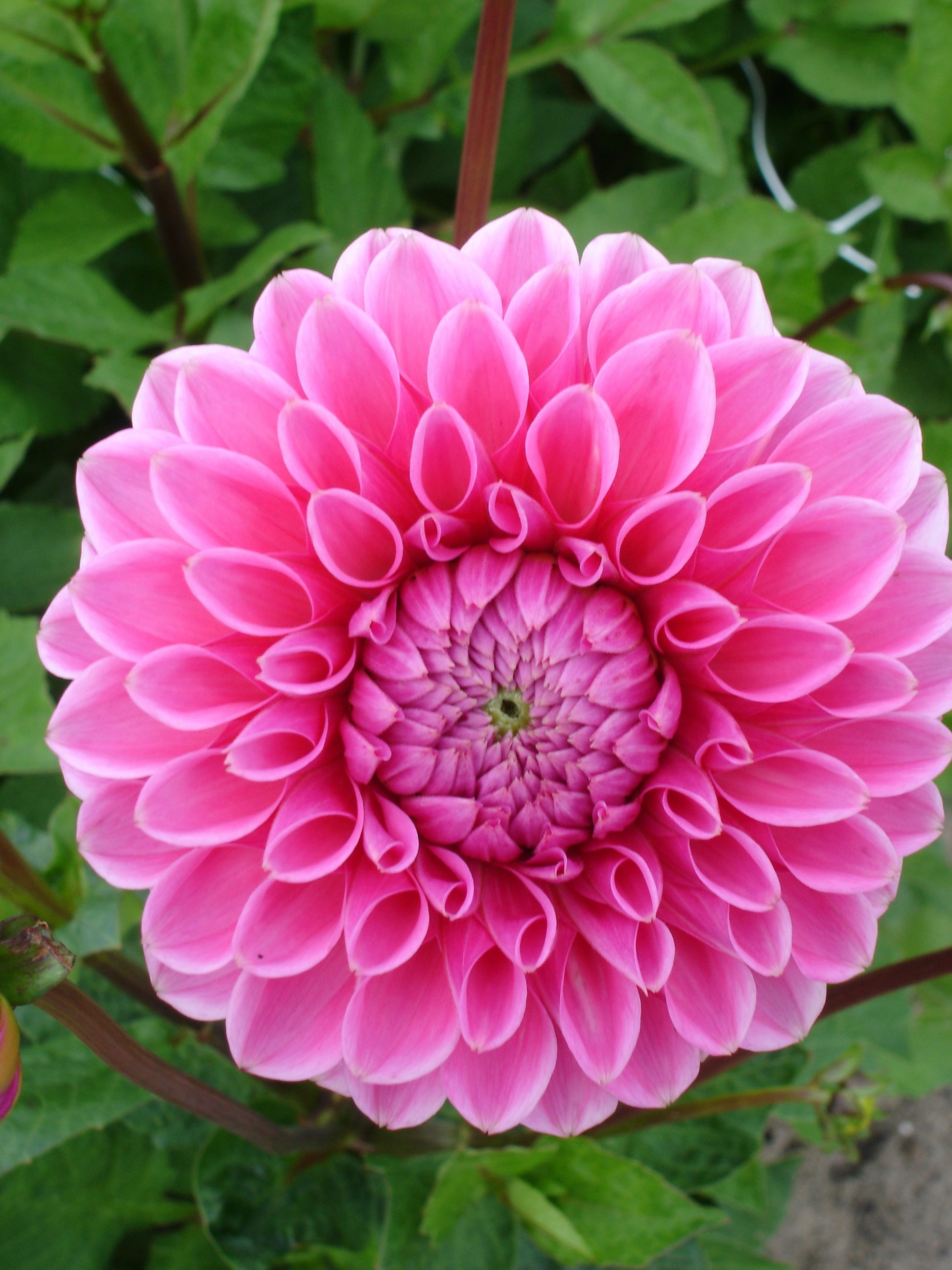 Dahlia Sandra