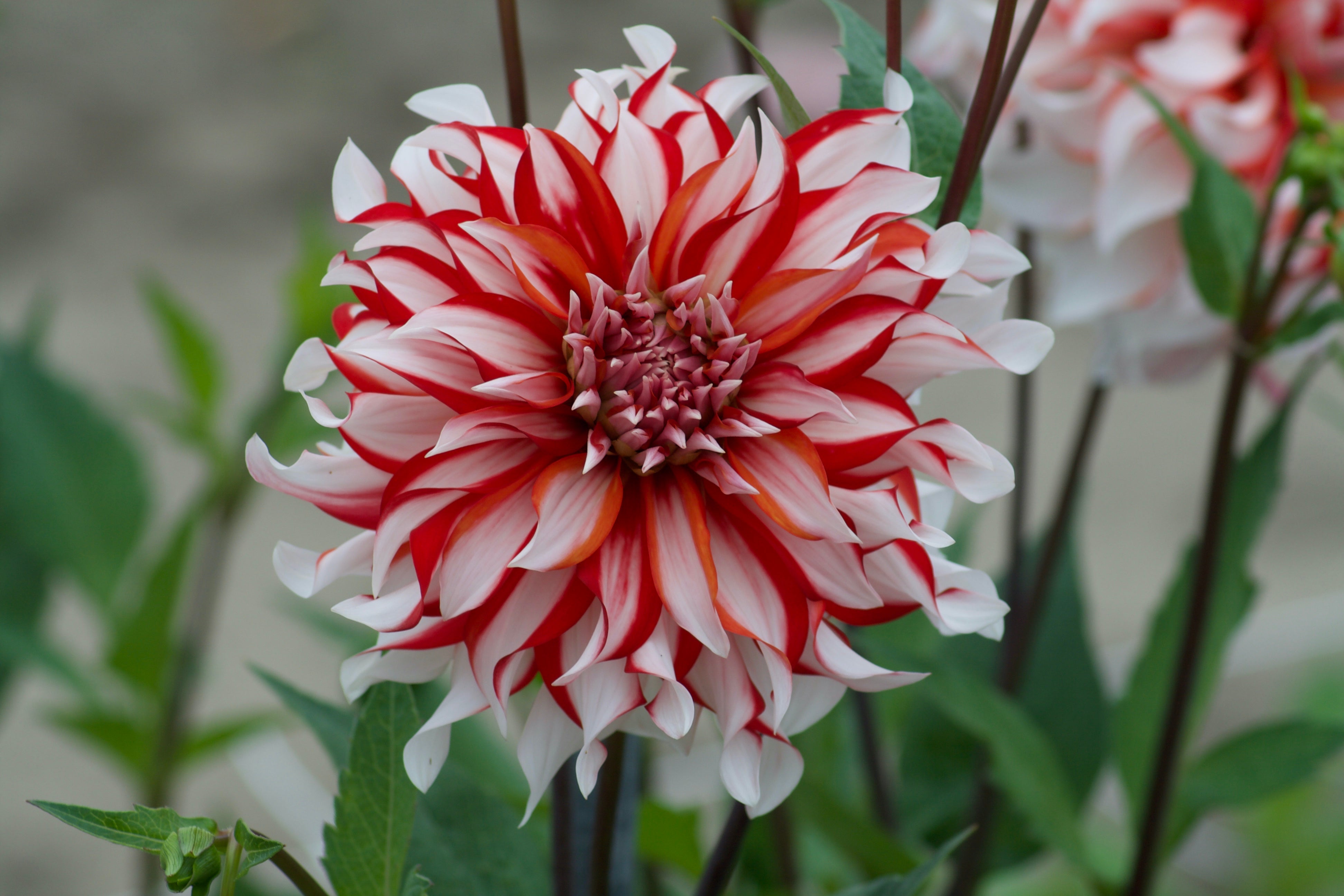 Dahlia Santa Claus