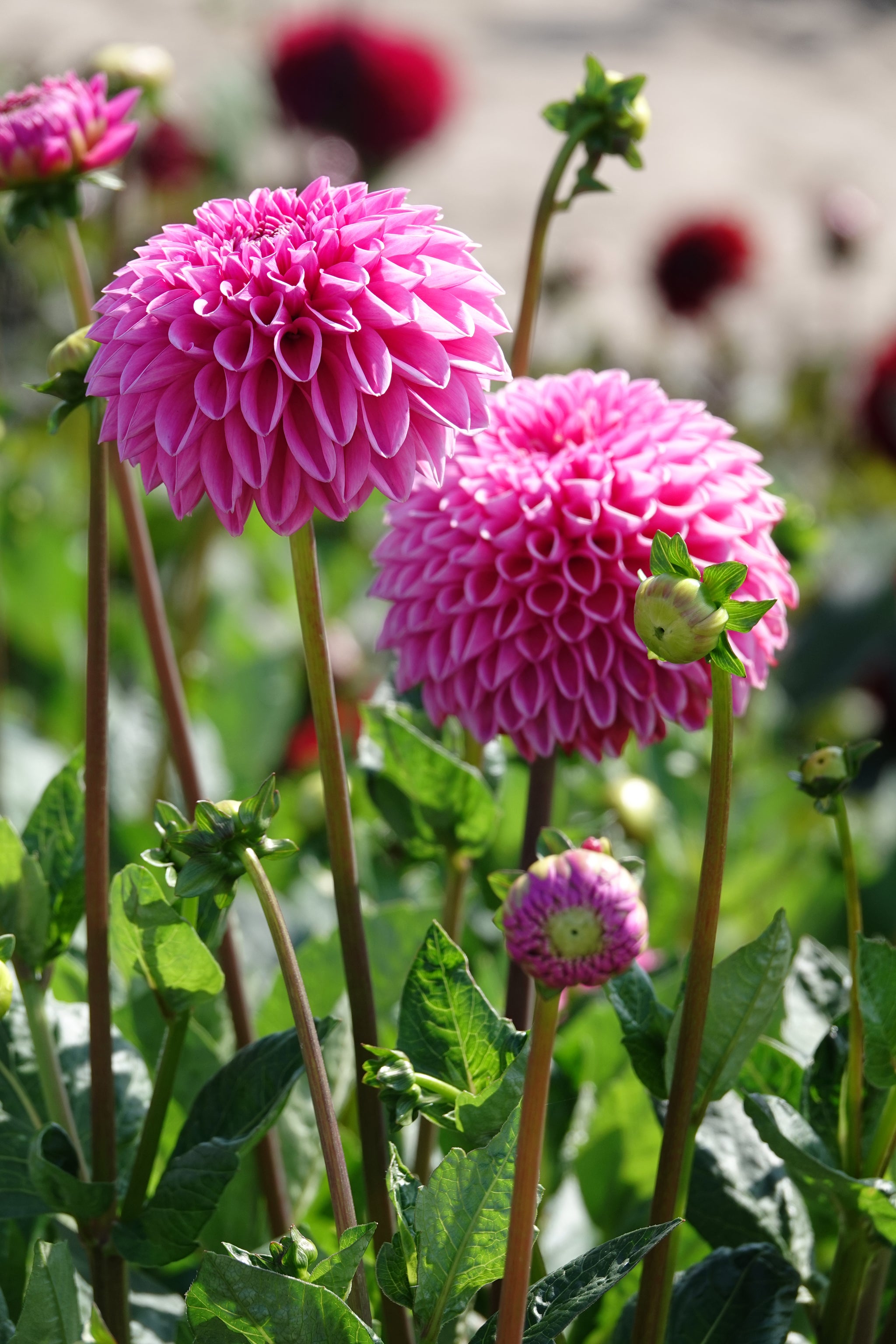 Dahlia Stolze Von Berlin