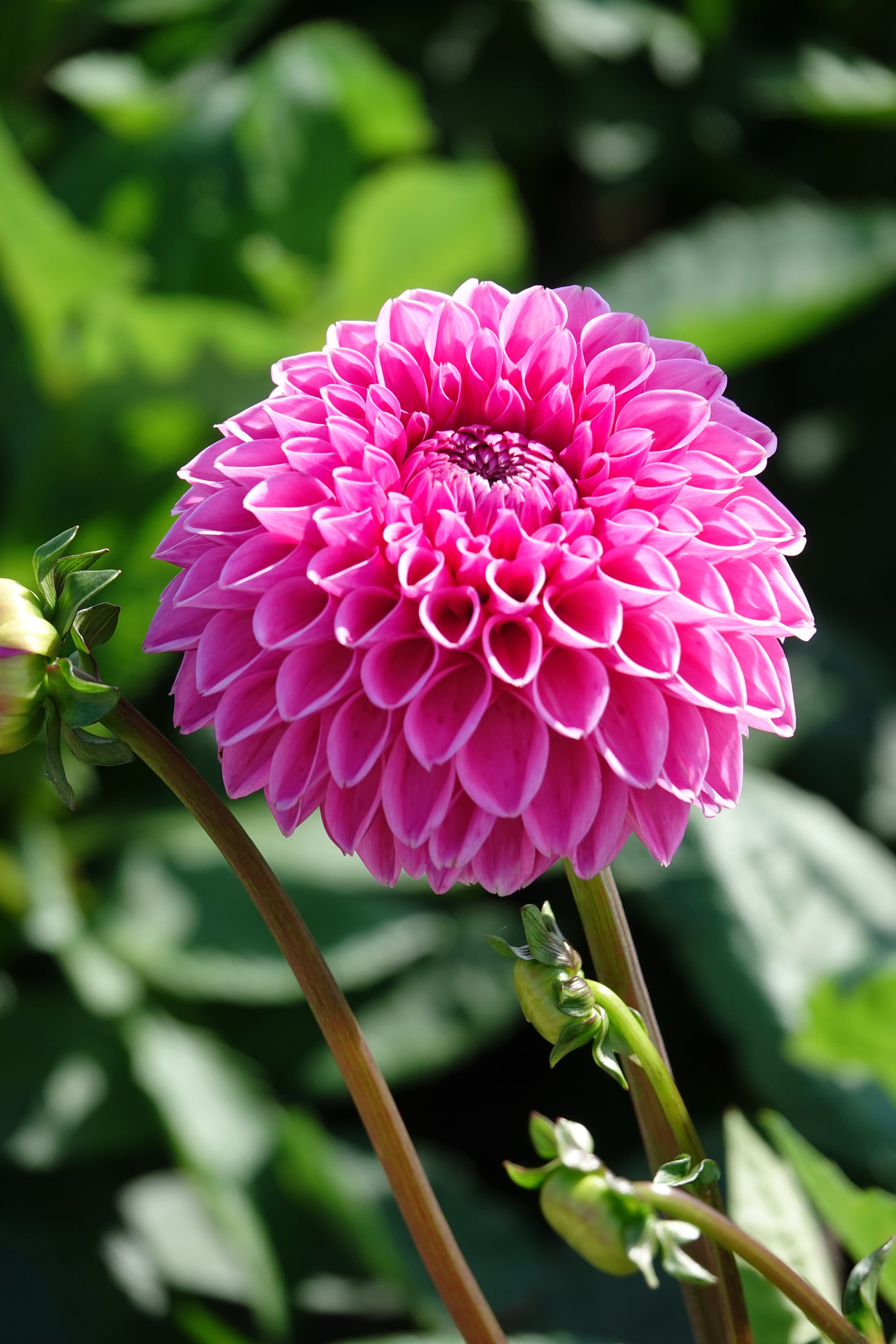 Dahlia Stolze Von Berlin