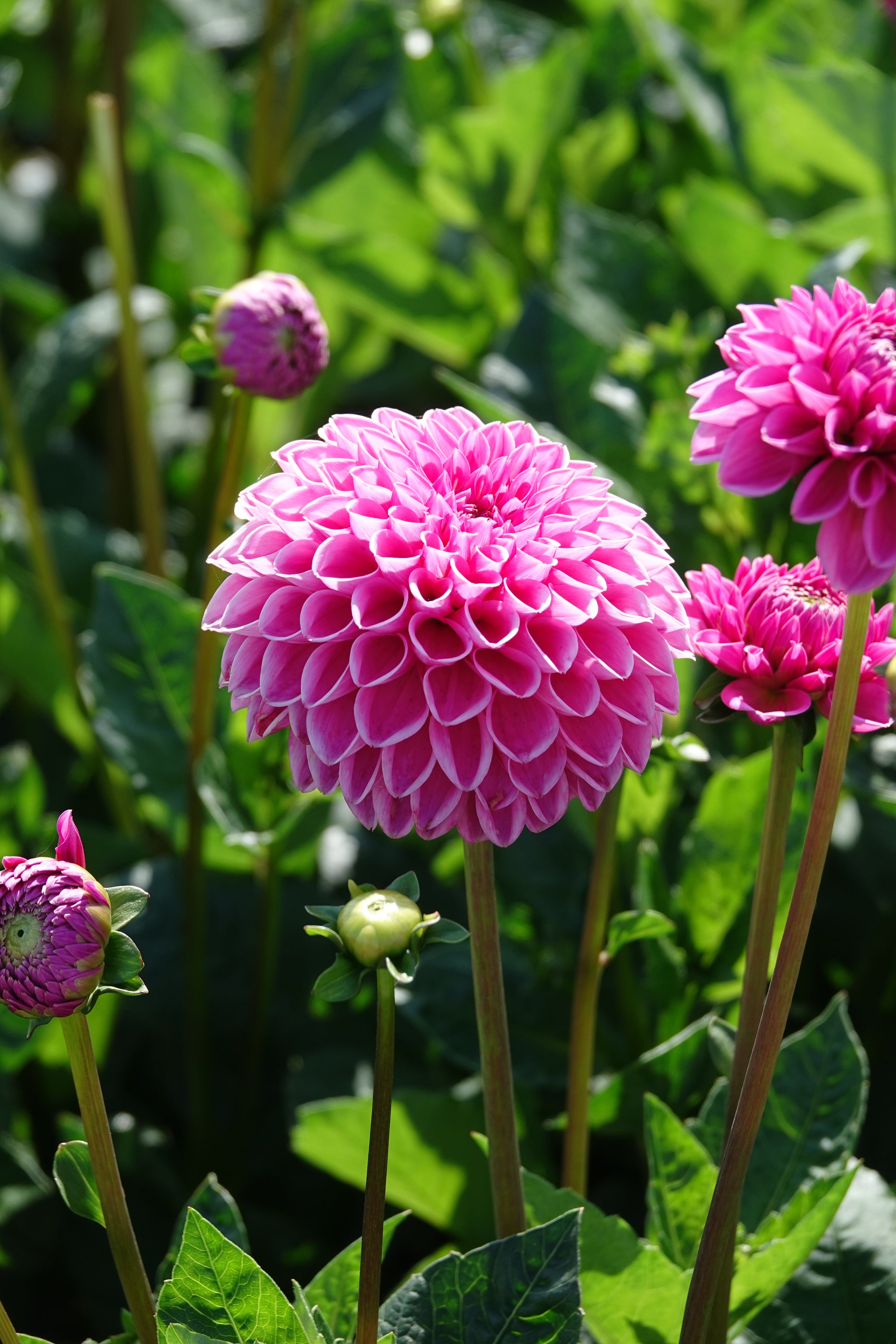 Dahlia Stolze Von Berlin