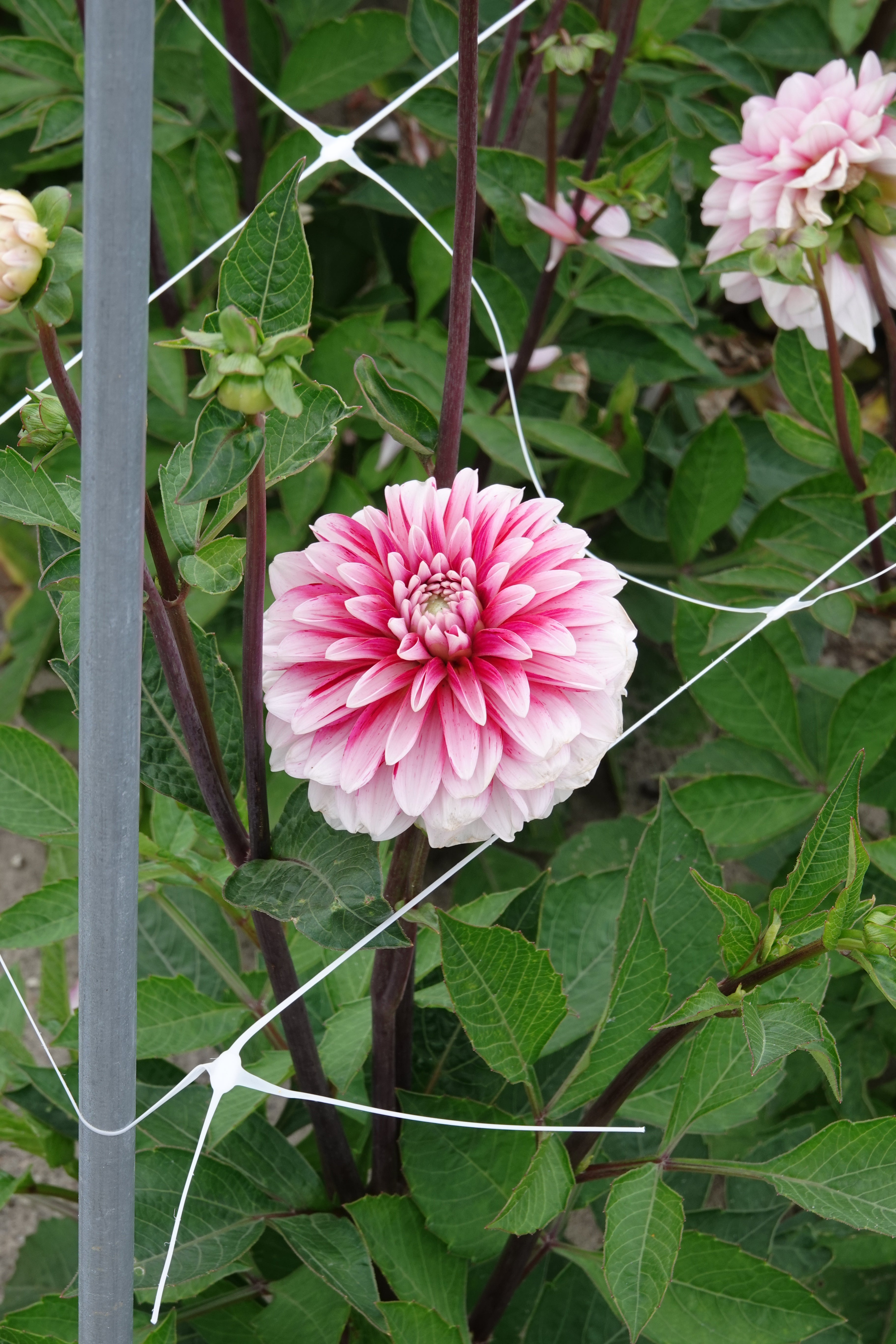 Dahlia Strawberry Cream