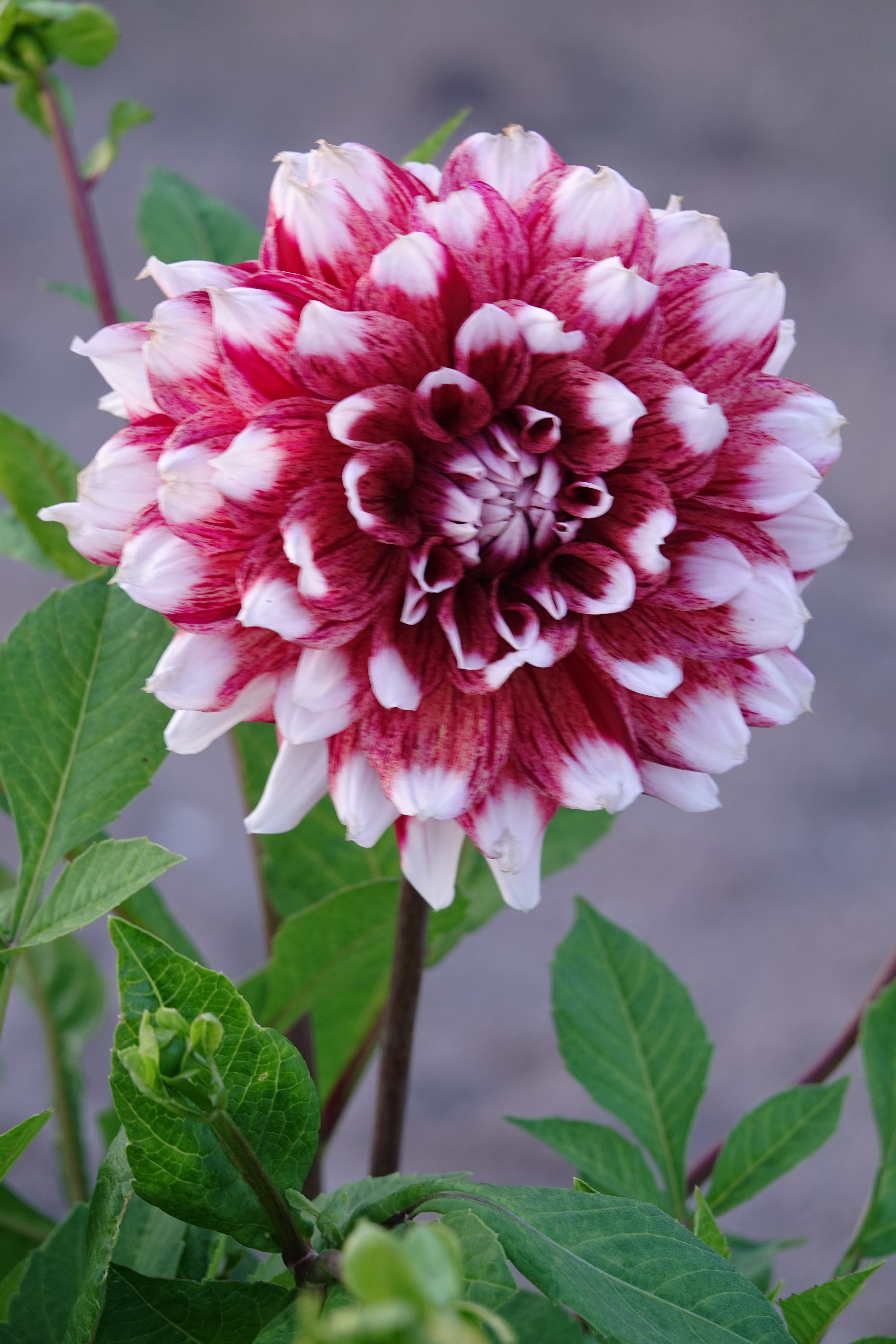 Dahlia Duet