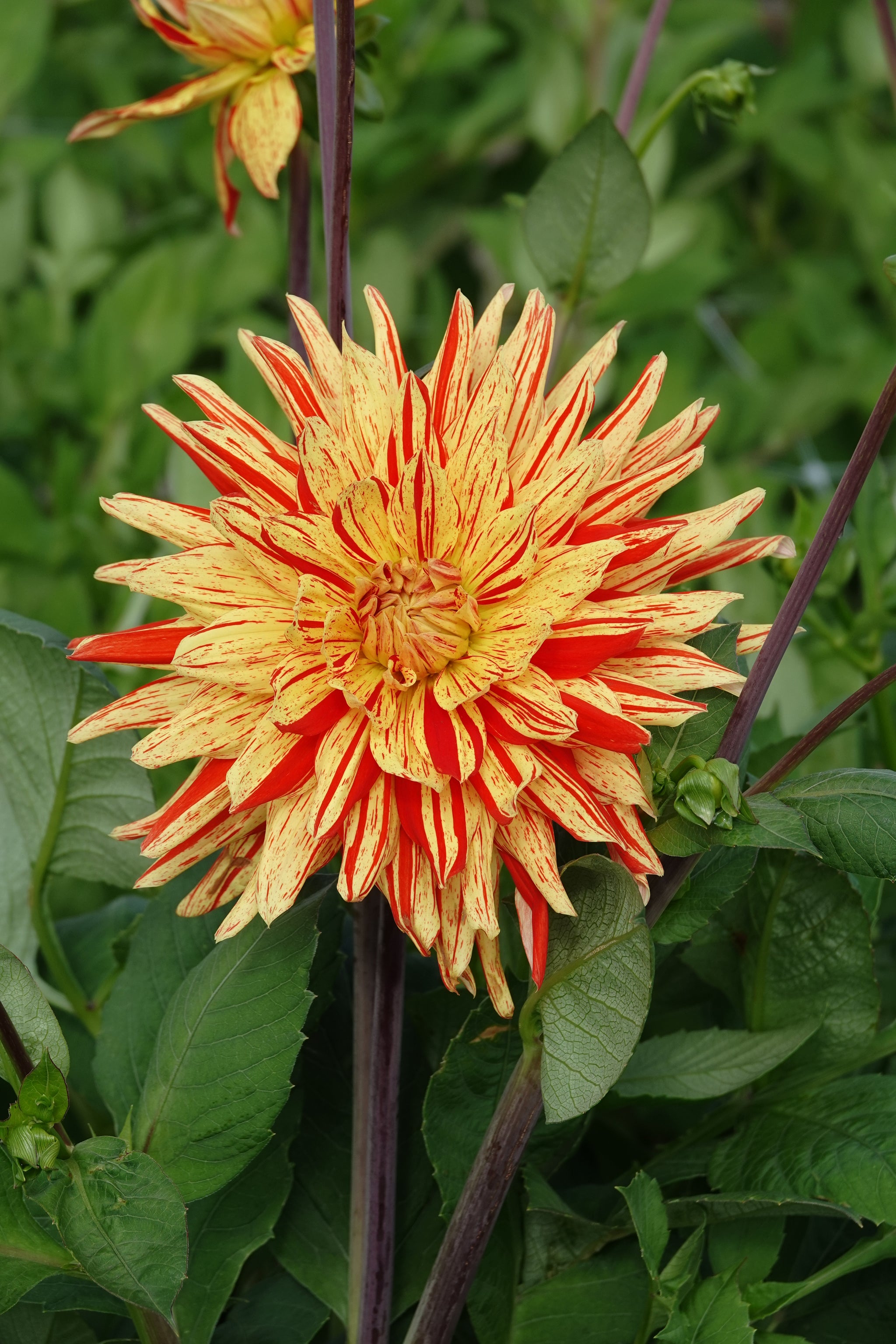 Dahlia Striped Vulcan