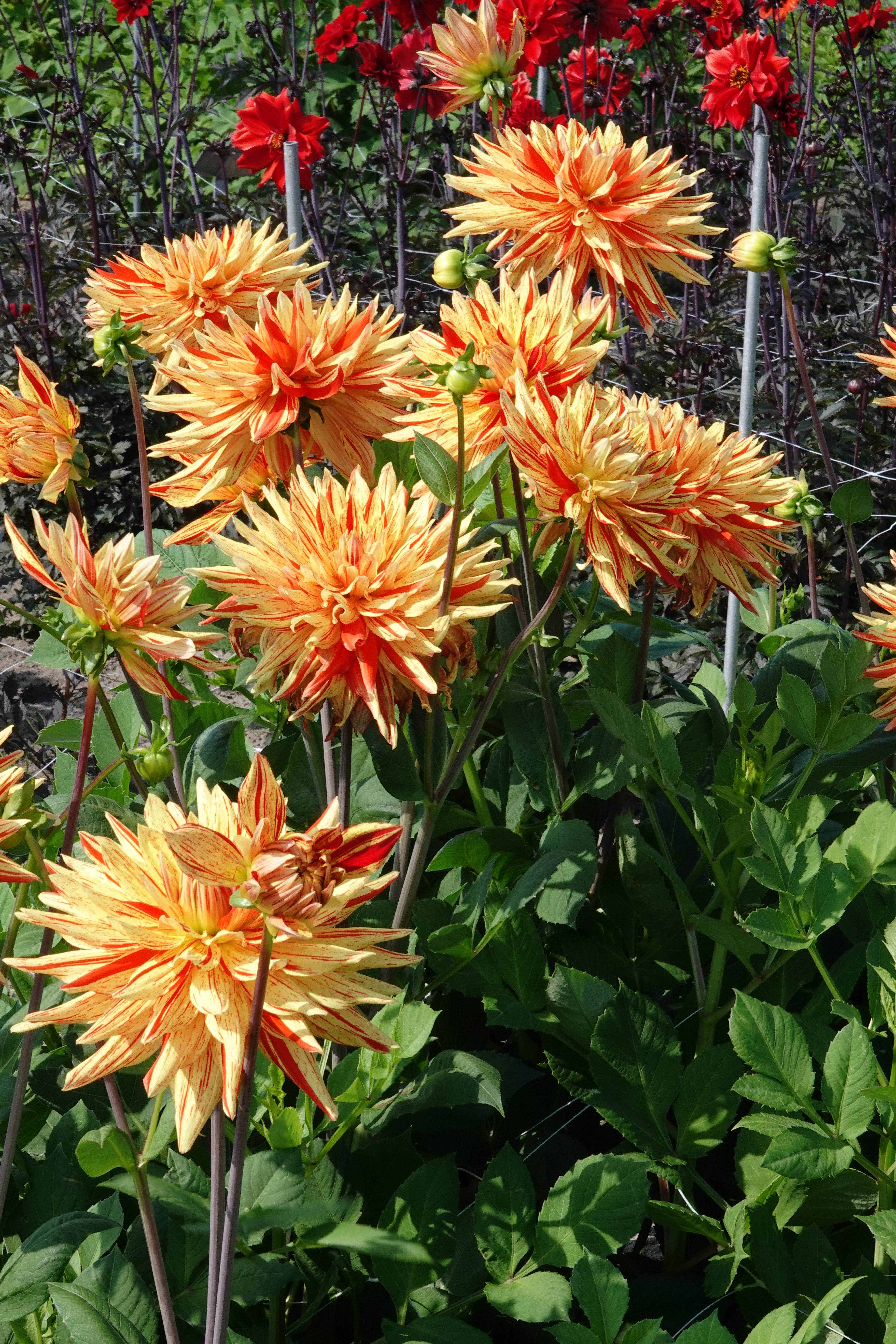 Dahlia Striped Vulcan
