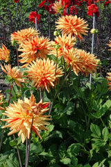 Dahlia Striped Vulcan