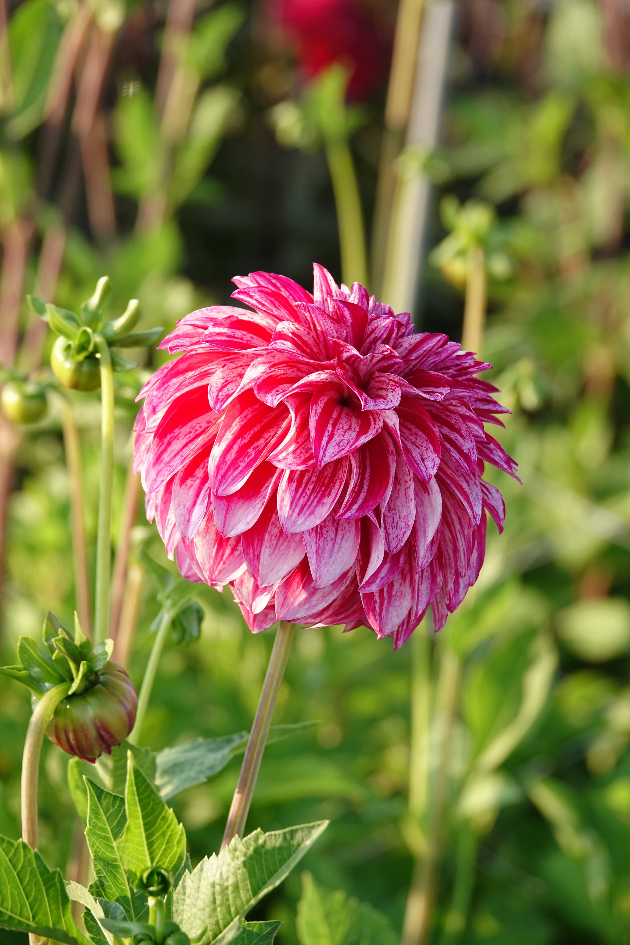 Dahlia Sturm Sweet Nicole