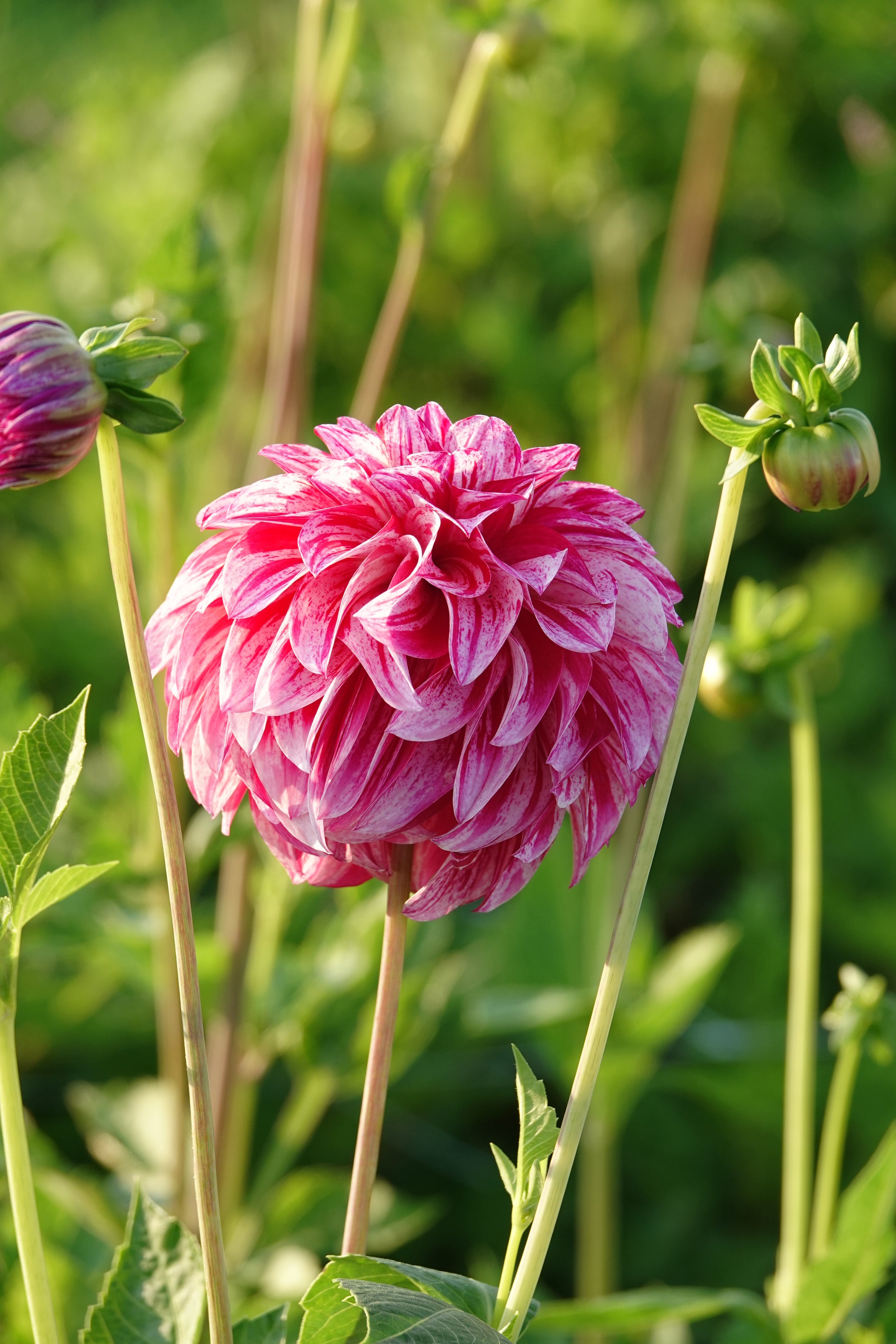 Dahlia Sturm Sweet Nicole